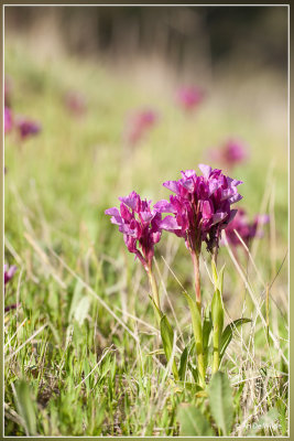 Vlinderorchis - Anacamptis papilionacea