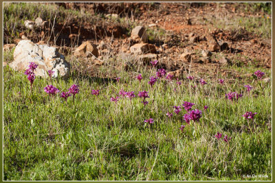 Vlinderorchis - Anacamptis papilionacea