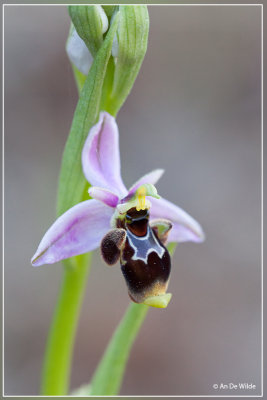 Snippenorchis, Ophrys scolopax.
