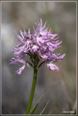 Orchis italica