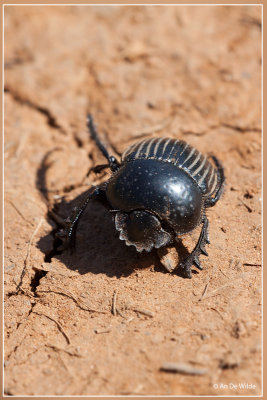 Gestreepte pillendraaier  Scarabaeus laticollis 