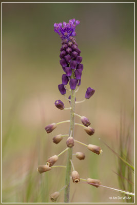 Kuifhyacint - Muscari comosum