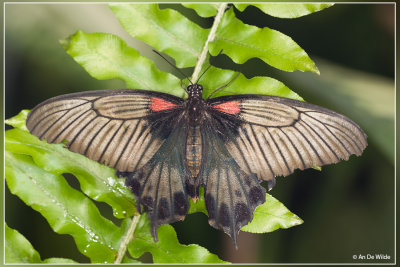 papilio memnon ?