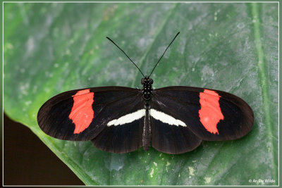 Heliconius erato 