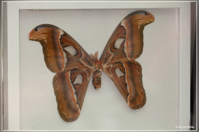 Attacus atlas