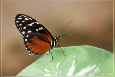 Heliconius hecale