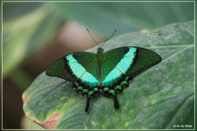 Papilio palinurus