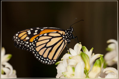 Monarchvlinder - Danaus plexippus