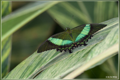 Papilio palinurus