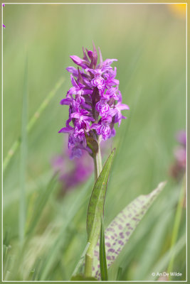 Brede orchis - Dactylorhiza majalis