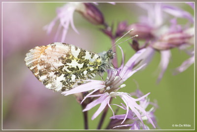 Oranjetipje - Anthocharis cardamines