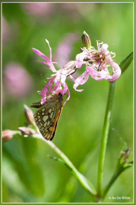 Bont dikkopje - Carterocephalus palaemon