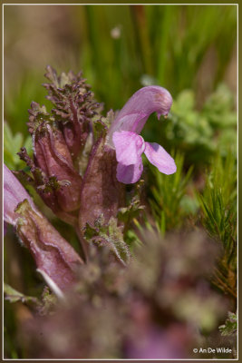 Heidekartelblad - Pedicularis sylvatica