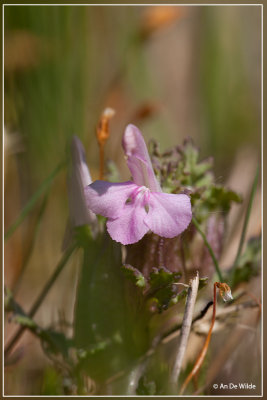 Heidekartelblad - Pedicularis sylvatica ? 