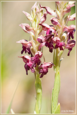 Wantsenorchis - Orchis coriophora