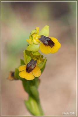 Gele ophrys - Ophrys lutea