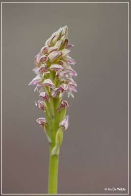 Neotinea maculata - Nonnetjesorchis 