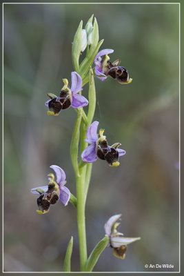 Snippenorchis - Ophrys scolopax.