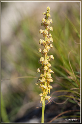 Poppenorchis - Orchis anthropophora