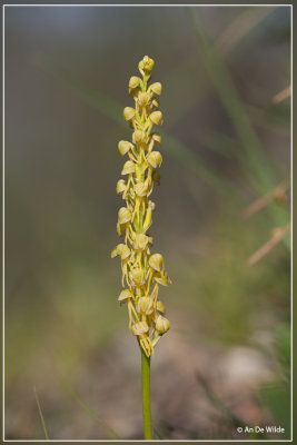 Poppenorchis - Orchis anthropophora