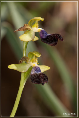 Ophrys atlantica