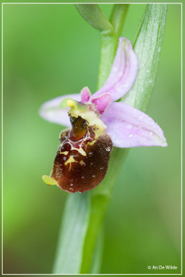 Hommelorchis - Ophrys fuciflora 