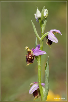 Hommelorchis x Bijenorchis  - Ophrys fuciflora x Ophrys apifera