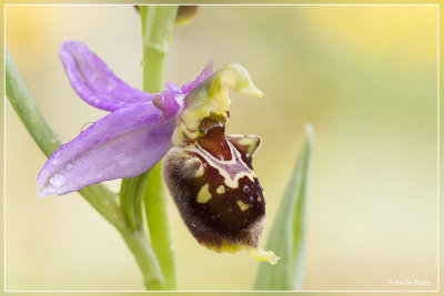 Hommelorchis x Bijenorchis  - Ophrys fuciflora x Ophrys apifera