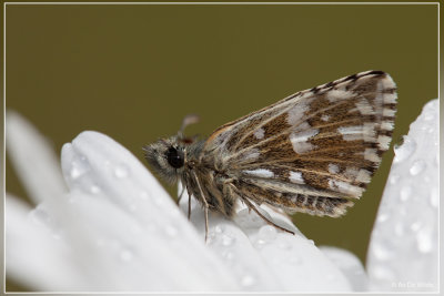 Aardbeidikkopje - Pyrgus malvae