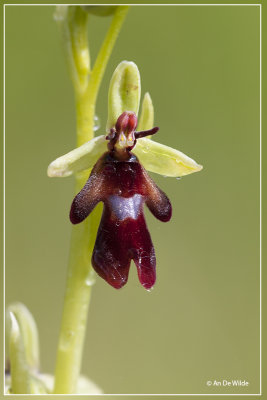 Ophrys insectifera - Vliegenorchis