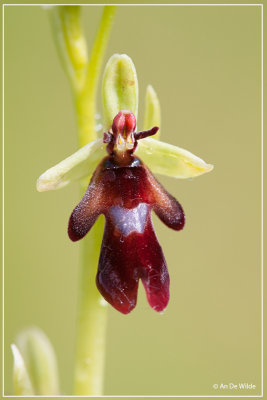 Vliegenorchis - Ophrys insectifera 