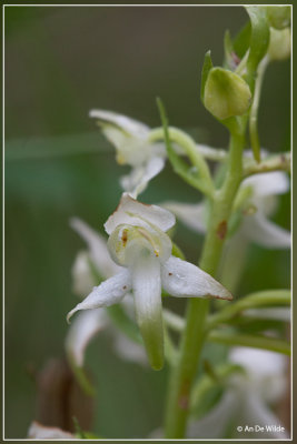 Bergnachtorchis - Platanthera chlorantha