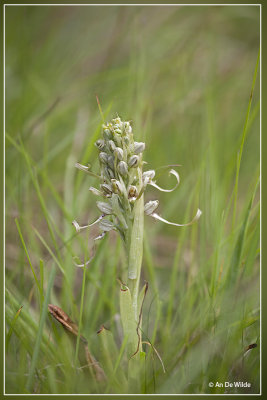 Bokkenorchis - Himantoglossum hircinum