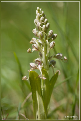 Bokkenorchis - Himantoglossum hircinum