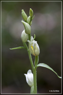 Cephalanthera damasonium - Bleek Bosvogeltje