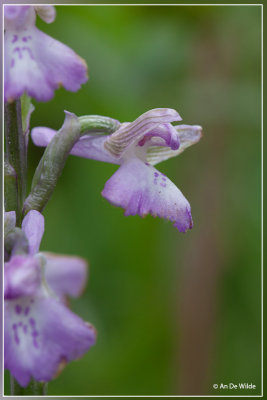 Harlekijn - Orchis morio