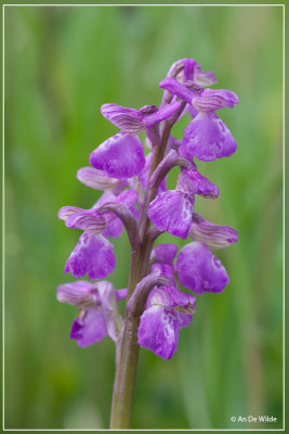 Harlekijn - Orchis morio