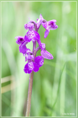 Harlekijn - Orchis morio