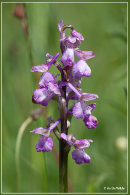 Harlekijn - Orchis morio