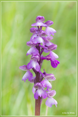 Harlekijn - Orchis morio