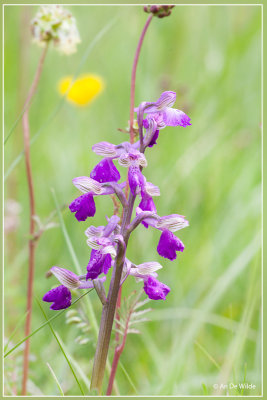 Harlekijn - Orchis morio