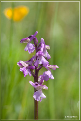 Harlekijn - Orchis morio