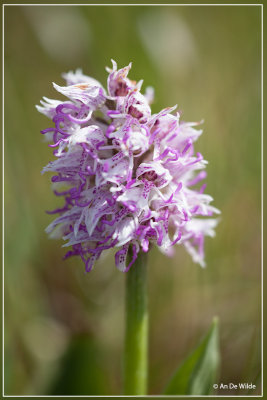 Aapjesorchis - Orchis simia