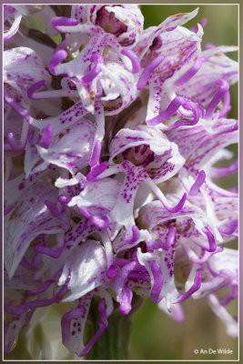 Aapjesorchis - Orchis simia