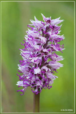 Orchis simia - Aapjesorchis 