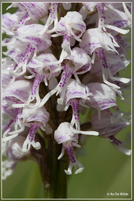 Aapjesorchis - Orchis simia