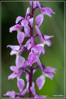 Mannetjesorchis - Orchis mascula 