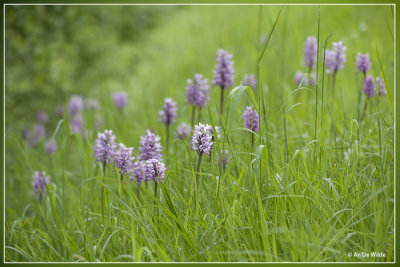 Aapjesorchis - Orchis simia