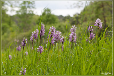 Aapjesorchis - Orchis simia