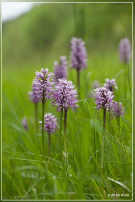 Aapjesorchis - Orchis simia